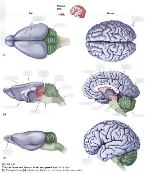 memory slots compared to human body|The brain's RAM: Rats, like humans, have a 'working memory'.